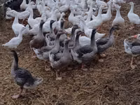 Geese — फ़ोटो 1