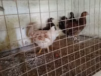 Chickens — foto 3
