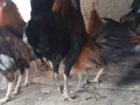 Chickens — الصورة 3