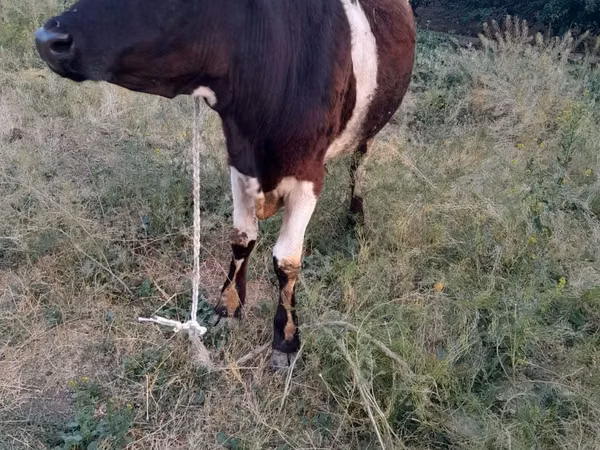 गाय, Swiss cattle — कज़ाखस्तान