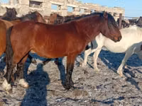 Hengst, Kazakh horse — Foto 3
