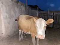母牛, Latvian Blue cattle — 照片 1