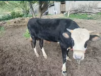 Bulle, Simmental cattle — Foto 3