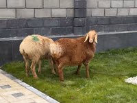 Oveja, Hissar sheep — foto 3