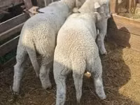 Schafe (Partie, Geschlecht nicht angegeben), Schafe — Foto 2