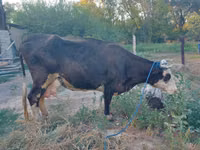 Vaca, Russian Black pied cattle — foto 1
