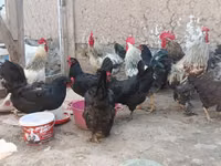 Chickens — الصورة 6