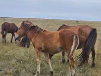 Hengst, Mugalzhar horse — Foto 2
