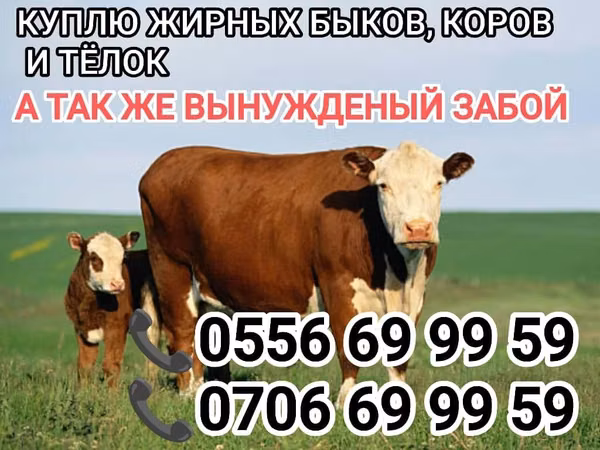 Бык, Коровы