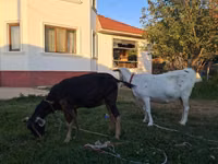 母山羊, Saanen goat — 照片 2