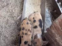 خنزيرة, الخنازير — الصورة 5