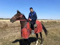Stute, Anglo-Arabian — Foto 4