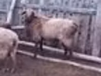 Widder, Edilbay sheep — Foto 4