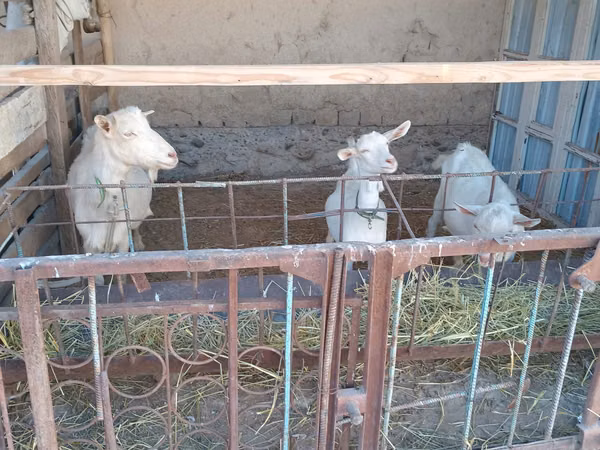 母山羊, Goats — 哈萨克斯坦