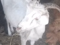 Ziegenbock, Ziegen — Foto 1