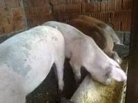 Säue, Schweine — Foto 2