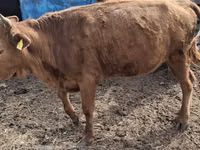 Sigir, Latvian Blue cattle — 4-rasm