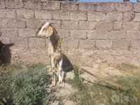 عنزة, الماعز — الصورة 4