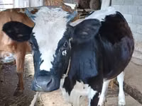 母牛, Holstein breed — 照片 2