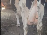 Kuh, Russian Black pied cattle — Foto 4