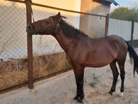 Hengst, Karachay horse — Foto 2