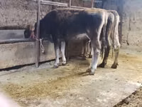 Bulle, Swiss cattle — Foto 5