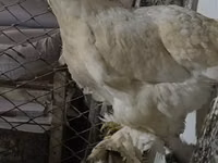 براهما — الصورة 2