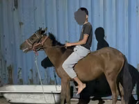 公马, Horses — 照片 1