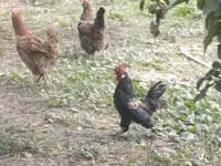 Japanisches Bantam — Foto 5