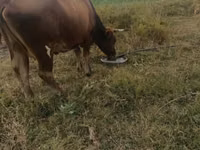 गाय, मवेशी — फ़ोटो 4
