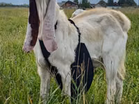 Ziegenbock, Gulabi goats — Foto 2