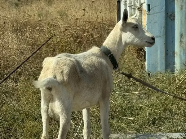 母山羊, Goats — 哈萨克斯坦