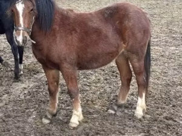 Mare, Horses