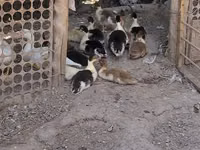 Hausente — Foto 5