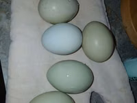 Chickens — Foto 3