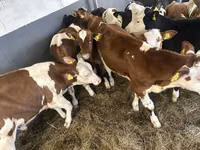 Rinder (Partie, Geschlecht nicht angegeben), Simmental cattle — Foto 5