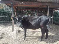 Kuh, Aberdeen-Angus — Foto 3