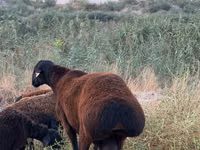 كبش, الأغنام — الصورة 4