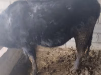 母牛, Cattle — 照片 4