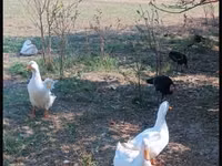 Turkeys — Foto 8