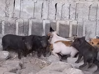 Schweine (Partie, Geschlecht nicht angegeben) — Foto 4