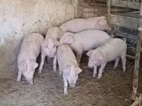 Schweine (Partie, Geschlecht nicht angegeben), Schweine — Foto 2