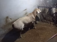 كبش, Edilbay sheep — الصورة 3