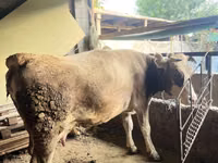 母牛, Alatau breed — 照片 3