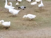 Geese — 3-rasm