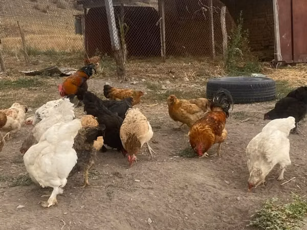 Chickens — Kirgisistan