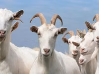 عنزة, الماعز — الصورة 1