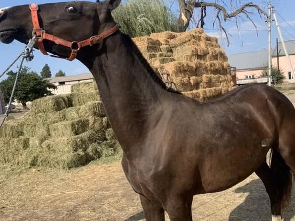 Hengst, Akhal-Teke — Kirgisistan