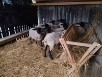Schafe (Partie, Geschlecht nicht angegeben), White Suffolk sheep — Foto 5