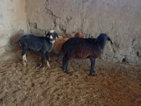 أغنام (دفعة، الجنس غير محدد), الأغنام — الصورة 1